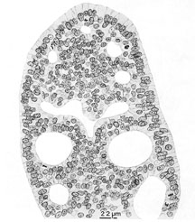 Cross section of duodenal epithelium